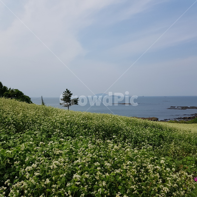 바다,풍경,메밀꽃,메밀꽃밭,자연