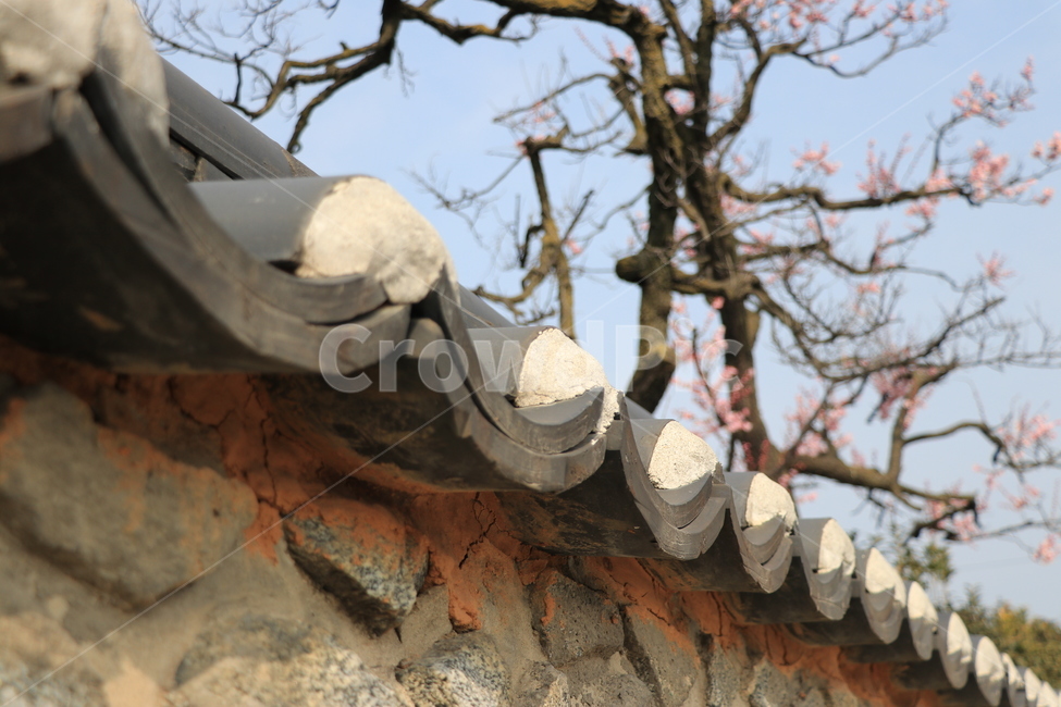 홍매화,매화,기와,전통,봄,목가적,봄,계절,spring,season,한국전통,한국문화,korean traditional,korean culture,건축물,건물외관,exterior,building,structure,architecture,construction,roof,지붕