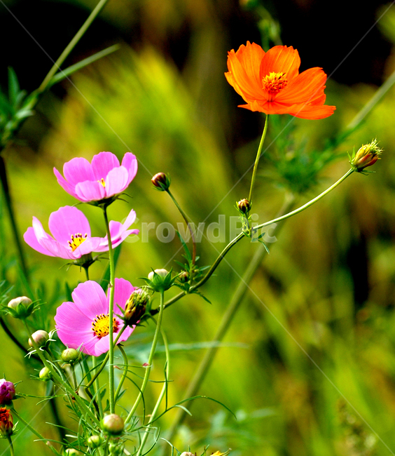 flower,꽃,plant,식물,분홍,코스모스,식물,자연,plants,nature,꽃,flower
