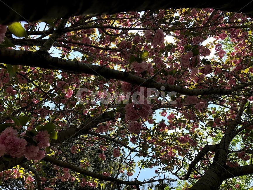 꽃,봄꽃,flower,벚꽃,꽃잎,pink,분홍,겹벚꽃