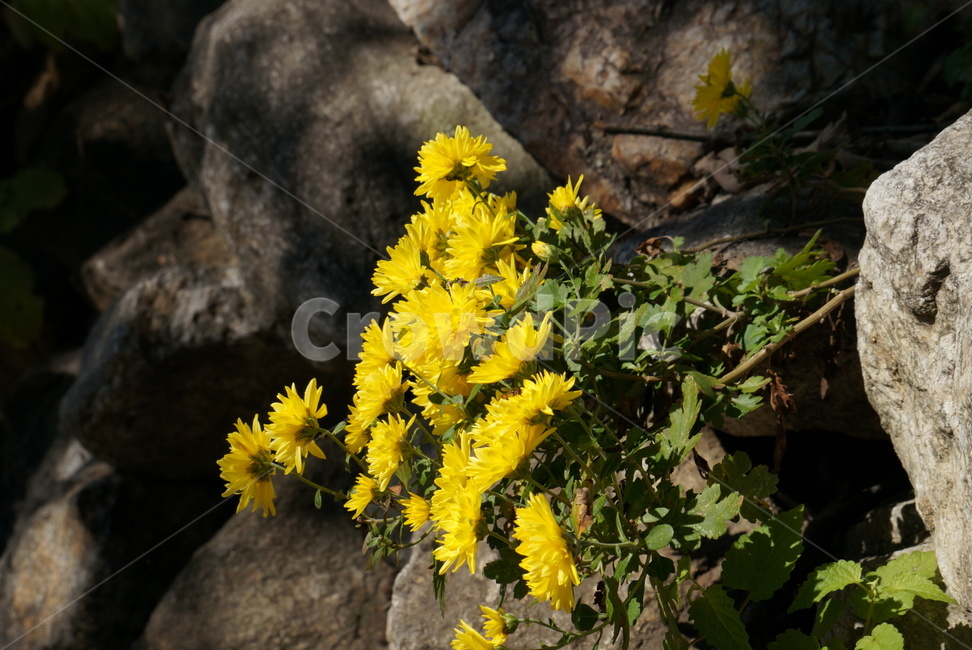 꽃,여름,바위틈에핀꽃,노란색,노란꽃,식물,자연,plants,nature,꽃,flower