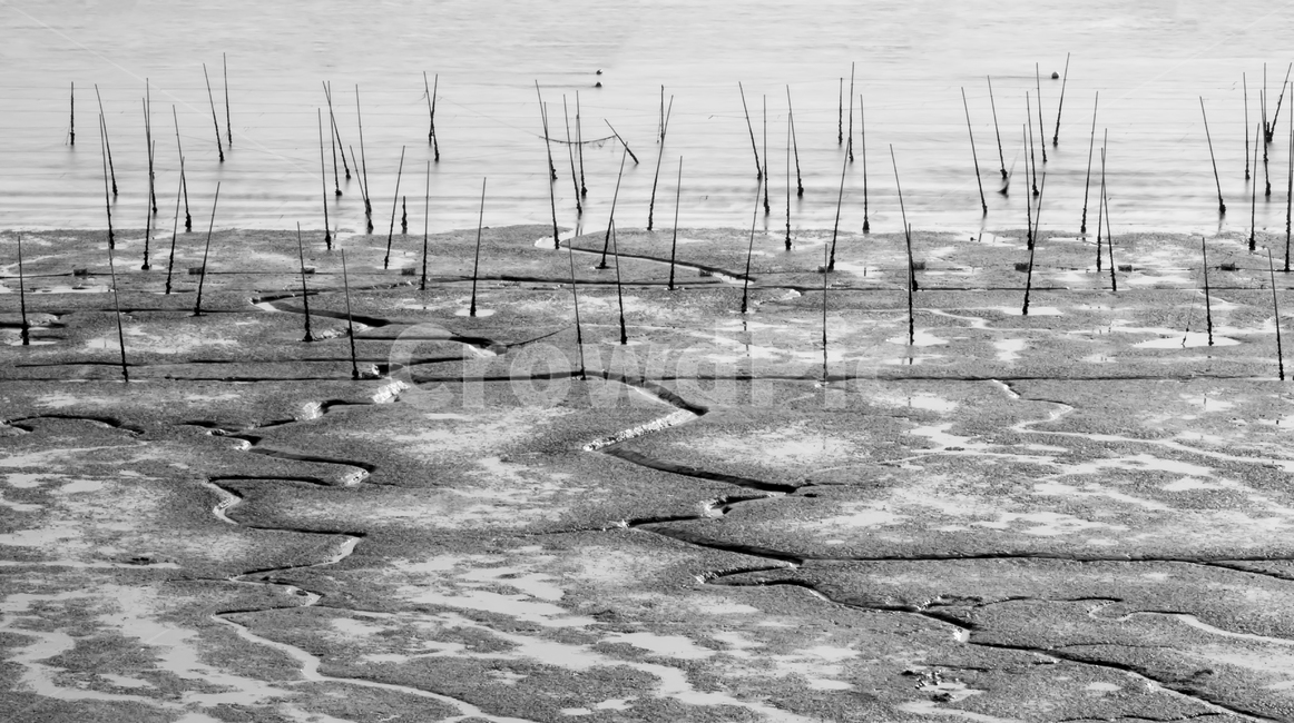 바다,갯벌,김양식장,tidalflat,sea,자연,풍경,nature,landscape,흑백,모노톤,monochrome,black and white,water,물,land,땅,outdoors,옥외