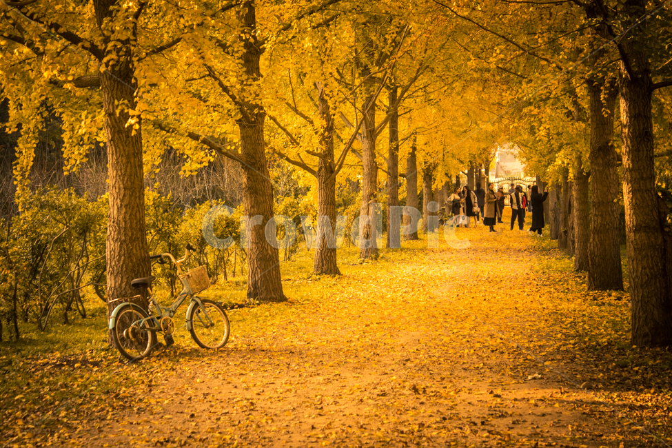 은행나무,은행나무길,가을,가로수길,road,단풍,식물,나무,plant,tree,잎,가을,계절,fall,autumn,season,자연,풍경,nature,landscape,bicycle,자전거,transportation,교통,bike,vehicle,차량,wheel,바퀴,machine,기계
