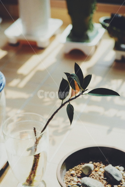 식물,화초,화분,그림자,plant,shadow,식물,자연,plants,nature,실내용화초,화분,화초,house plant