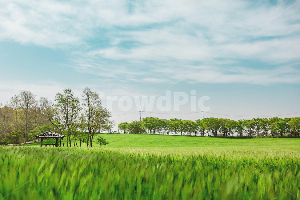 유채꽃,청보리,학원농장,고창,야외,자연,풍경,nature,landscape,field,들,outdoors,옥외,grassland,목초지