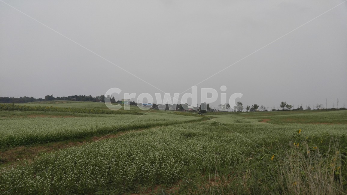 들,field,grassland,목초지,outdoors,nature,자연,메밀