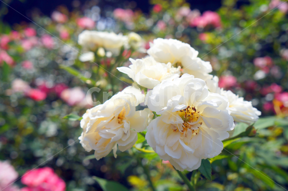 꽃,봄,flower,자연,공원,하얀꽃,식물,자연,plants,nature,꽃,flower