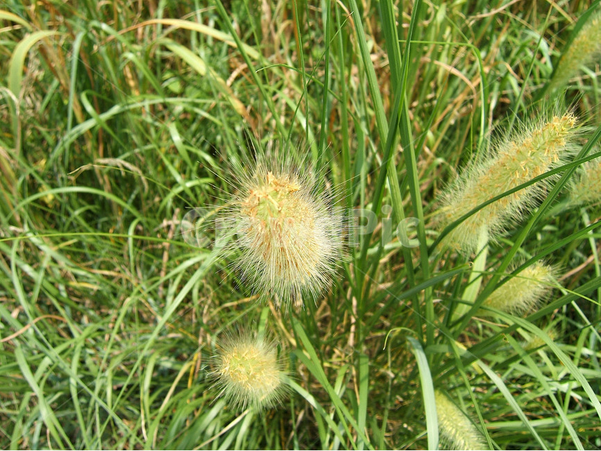 잡초,풀,강아지풀,자연,식물,식물,자연,plants,nature