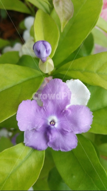 꽃,자연,계절,플라워,아름다움,색감,개화,flower,식물,자연,plants,nature,꽃,flower