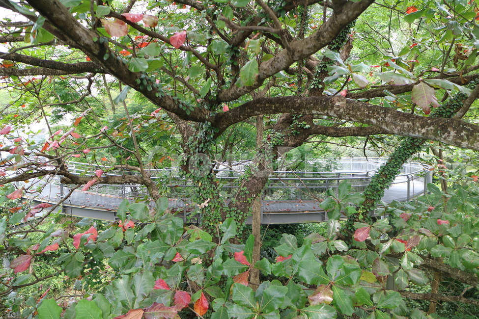 나무,다리,숲,자연,풍경,숲속,길,산책,틈,사이,싱가폴,싱가포르,식물,자연,plants,nature,나무,trees,wood