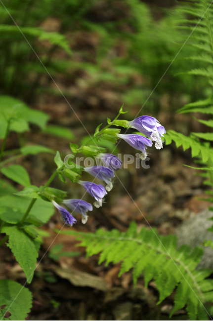 꽃,식물,숲,flower,plant,식물,자연,plants,nature,꽃,flower