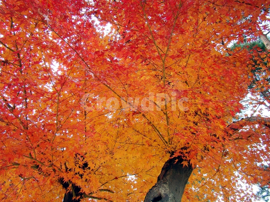 단풍,가을,감성,단풍잎,자연,나무,가을,계절,fall,autumn,season,식물,자연,plants,nature,나무,trees,wood,leaf,잎,plant,tree,maple