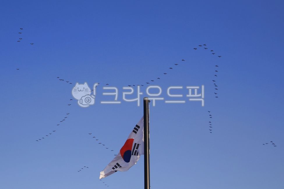 태극기,국기,대한민국,한국,옥외,korea,태극,하늘,파란,빨간,새,천둥오리,날다,철새,광복절,국경일,삼일절,31절,제헌절,taegeukgi