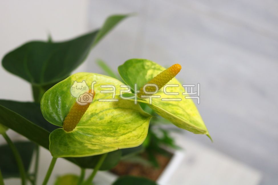 Cheonnam and,nature,air purifying plants,leaf,Anthurium flower,ornamental,foliage plant,flower,Anthurium,petal,leaves,plant,tropical plants