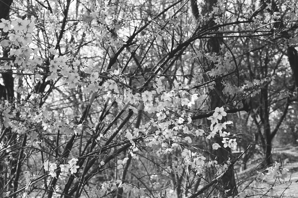 서울,북악산,꽃,벚꽃,필름사진,흑백사진,감성사진,seoul,flower