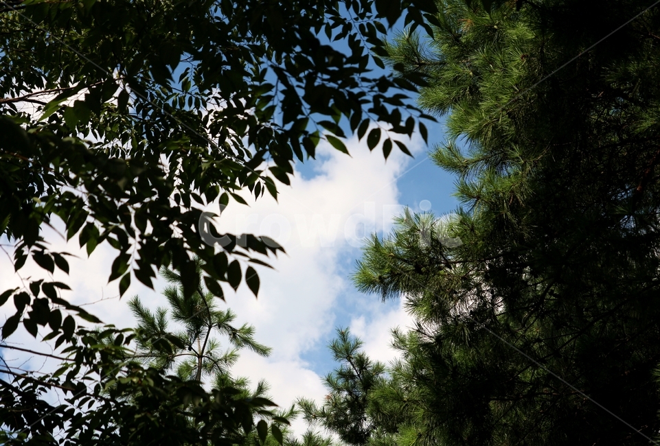 tree,나무,plant,식물,구름,파란하늘,경치,하늘,봄,자연,풍경,nature,landscape