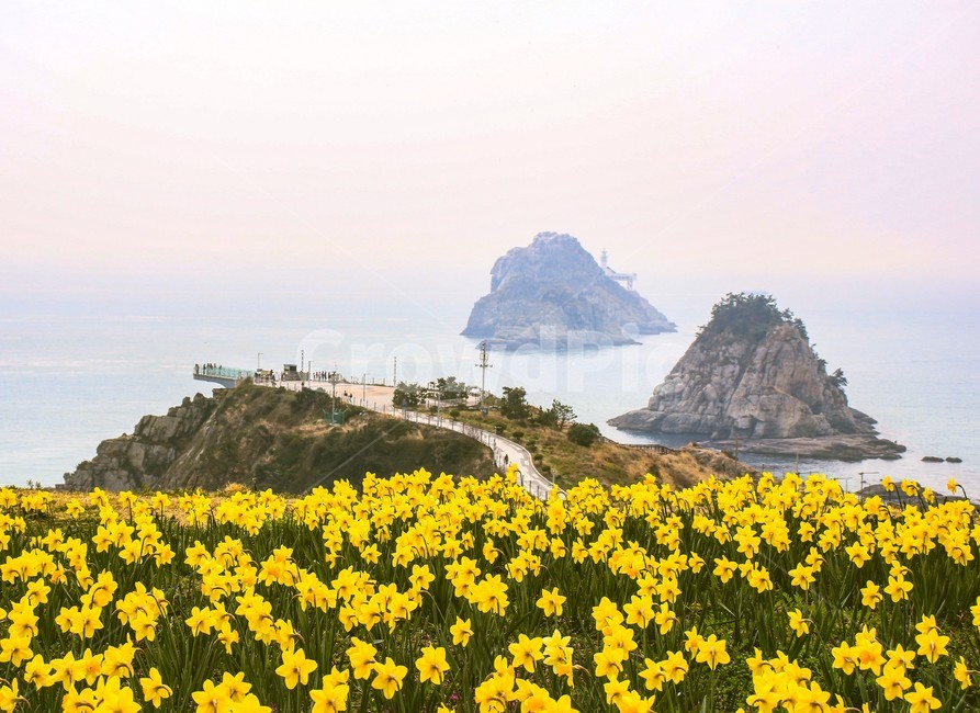 오륙도,섬,바다,노란색,꽃,수선화,봄,계절,spring,season,자연,풍경,nature,landscape,한국자연풍경,한국자연경관,korea nature landscape,outdoors,옥외,land,땅,water,물,sea,ocean,대양,shoreline,해안선,promontory,곶