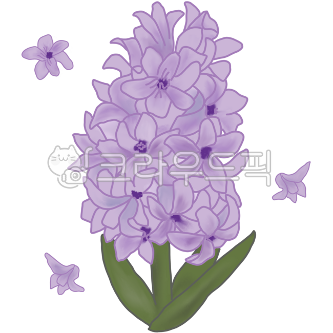 히아신스,히야신스,꽃,플라워,보태니컬,flower,보라색꽃