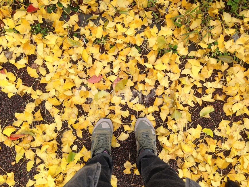가을,낙엽,은행잎,fallenleaves,autumn,autumncolors,식물,leaf,잎,ground,바닥,plant,가을,계절,fall,autumn,season,식물,자연,plants,nature