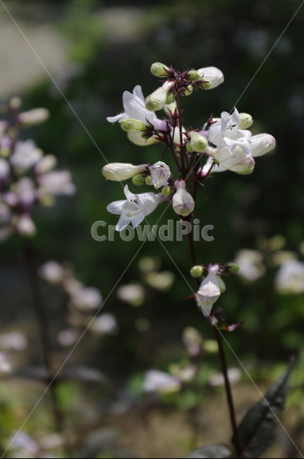 꽃,flower,식물,plant,계절,봄,spring,식물,자연,plants,nature,꽃,flower
