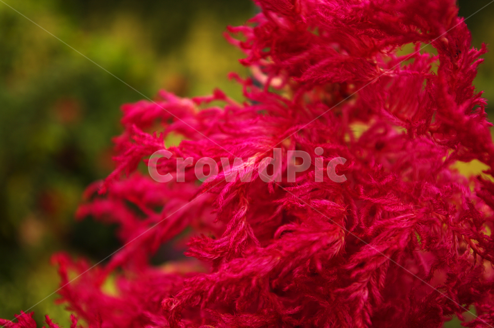 식물,꽃,색,color,맨드라미,식물,자연,plants,nature,꽃,flower