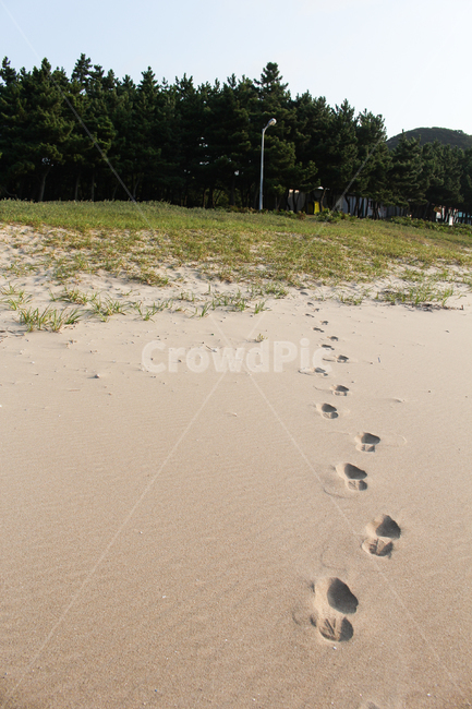모래사장,해변,발자국,숲,나무,풀,외로운,쓸쓸한,sandybeach,beach,tree,해변,바다,beach,sea