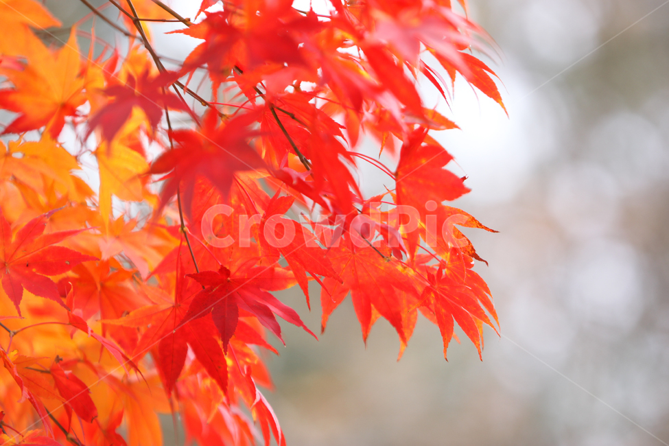 단풍,단풍나무,나무,적단풍,가을,줄기,빨간색,자연,야외,아름다움,낙옆,근접촬영,가을,계절,fall,autumn,season,식물,자연,plants,nature,leaf,잎,plant,tree