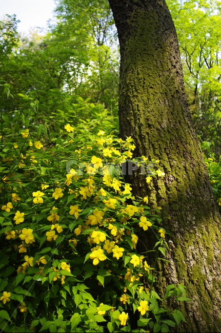 꽃,flower,계절,봄,spring,식물,plant,자연,nature,식물,자연,plants,nature,꽃,flower