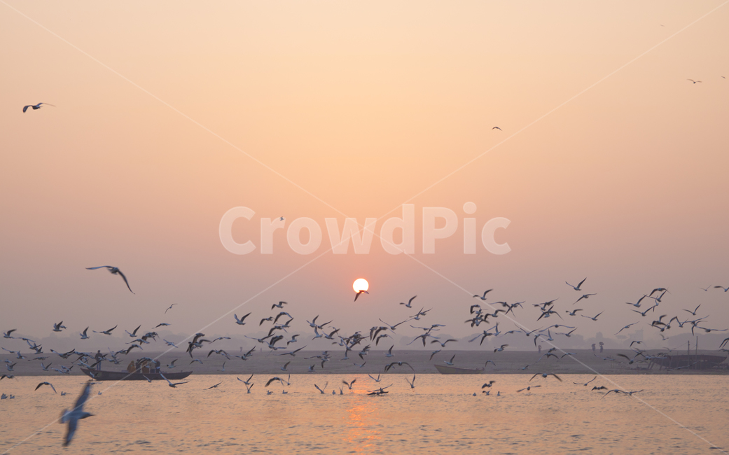 인도,바라나시,일출,겐지스강,하늘,자연,풍경,nature,landscape,flock,대군,animal,동물,outdoors,옥외,grass,잔디,plant,식물,bird,새