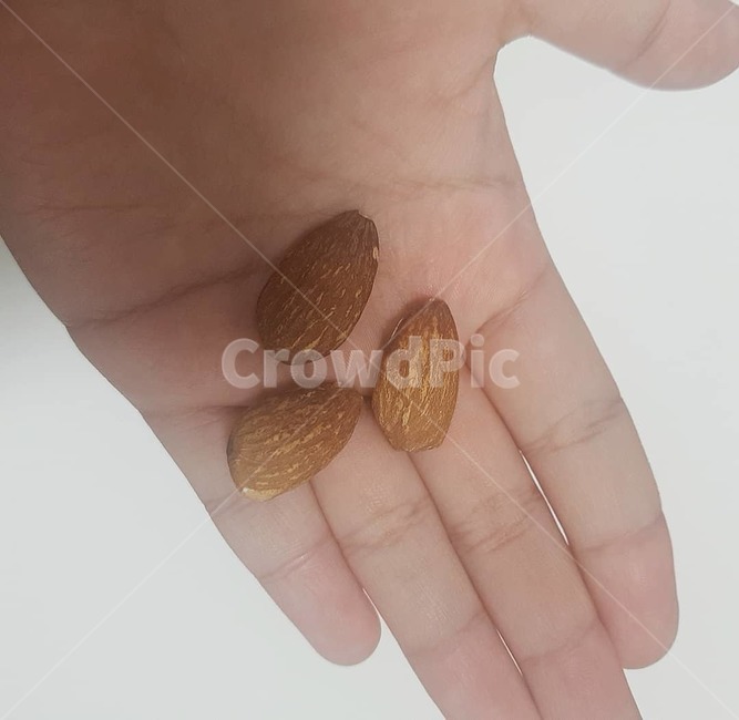 아몬드,손,사람,hand,almond,음식,food,견과류,콩류,견과류,beans,pulse,nuts,dry fruits
