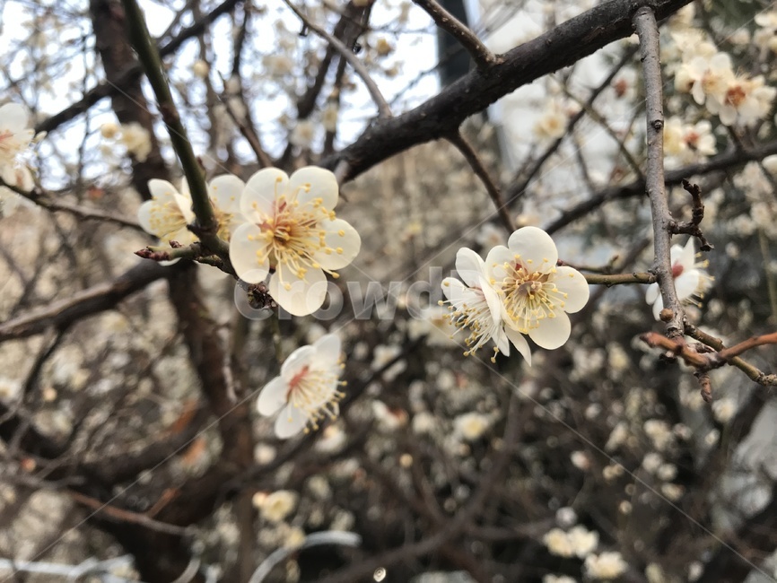 벚꽃,봄,3월,꽃,싱그러움,봄,계절,spring,season,식물,자연,plants,nature,꽃,flower,plant