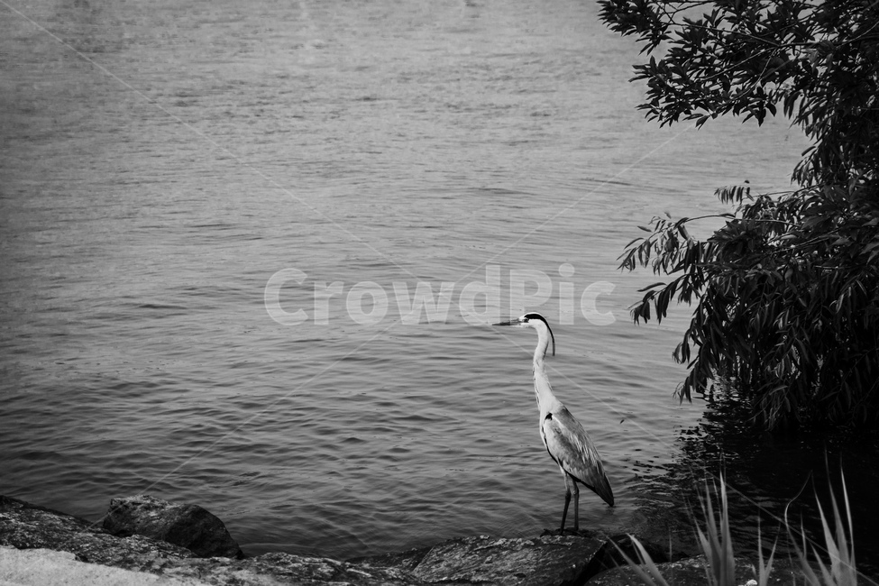 흑백,bird,새,한강,river,흑백,모노톤,monochrome,black and white