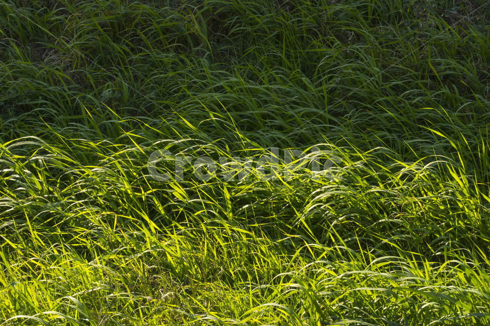 잡초,식물,plant,자연,grassland,들,field,outdoors