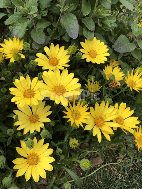꽃,식물,자연,아름다운,flower,nature,colorful,plant,노란색,노랑,yellow
