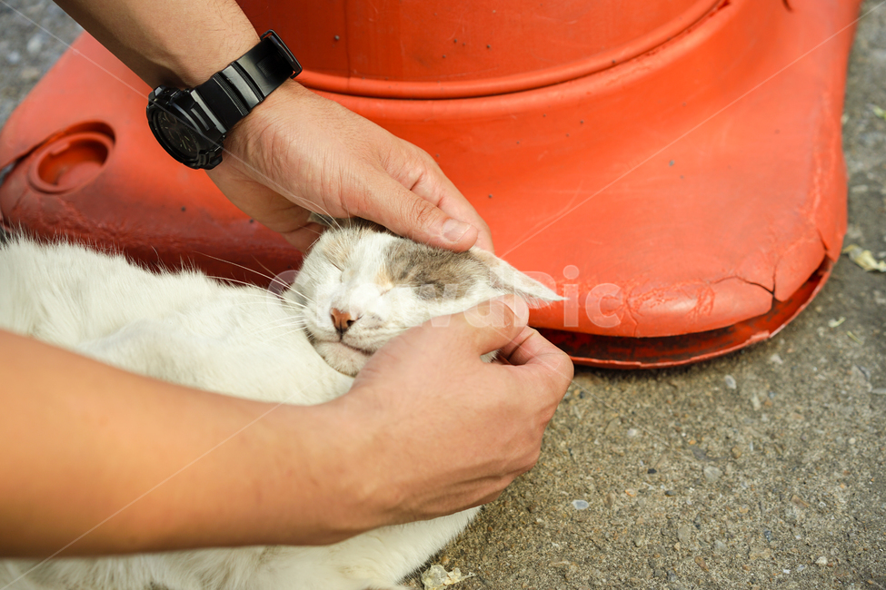 고양이,길고양이,cat,냐옹,길냥이,손길,동물,animal,포유류,mammal,고양이,cat,kitten,kitty,사람,인물,인간,human,person,신체일부,몸,body