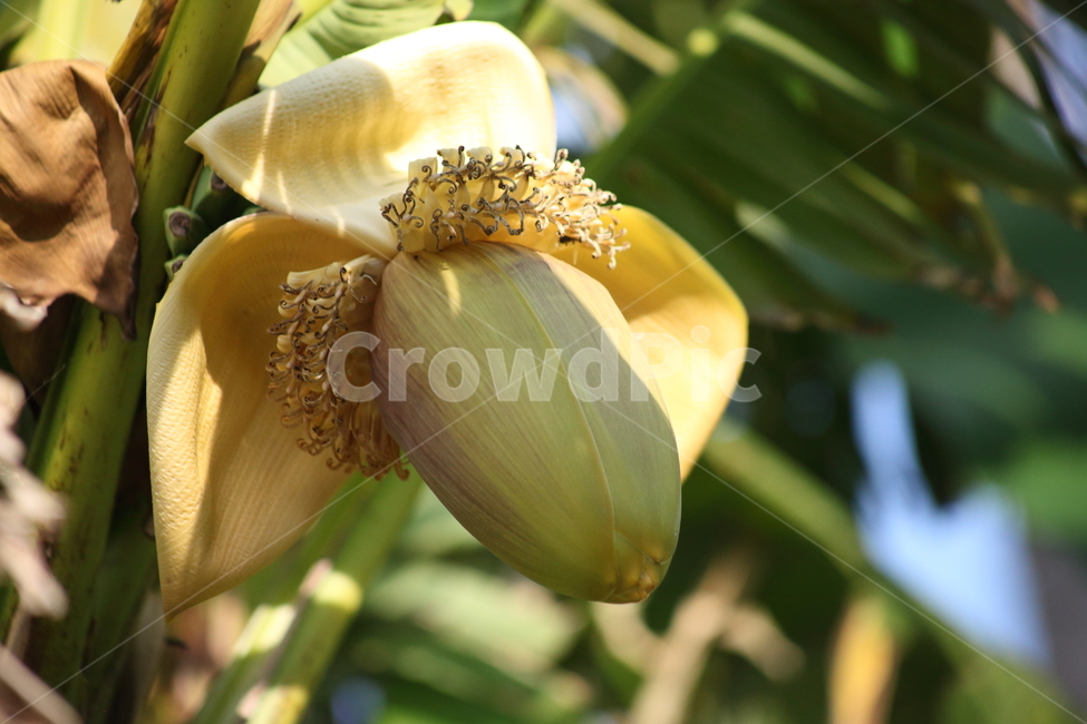 바나나,꽃,식물,파초과,banana,식물,자연,plants,nature,과일,열매,fruit