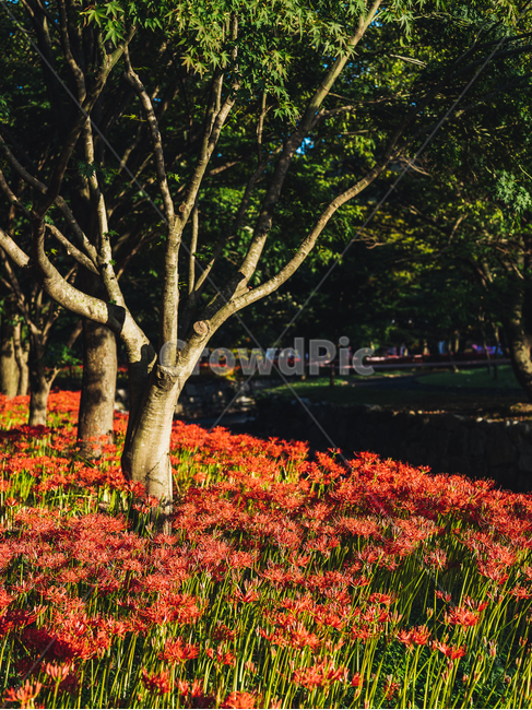 상사화,꽃,불갑사,불갑산,축제,가을,전남,영광,전남영광,tree,식물,plant,나무