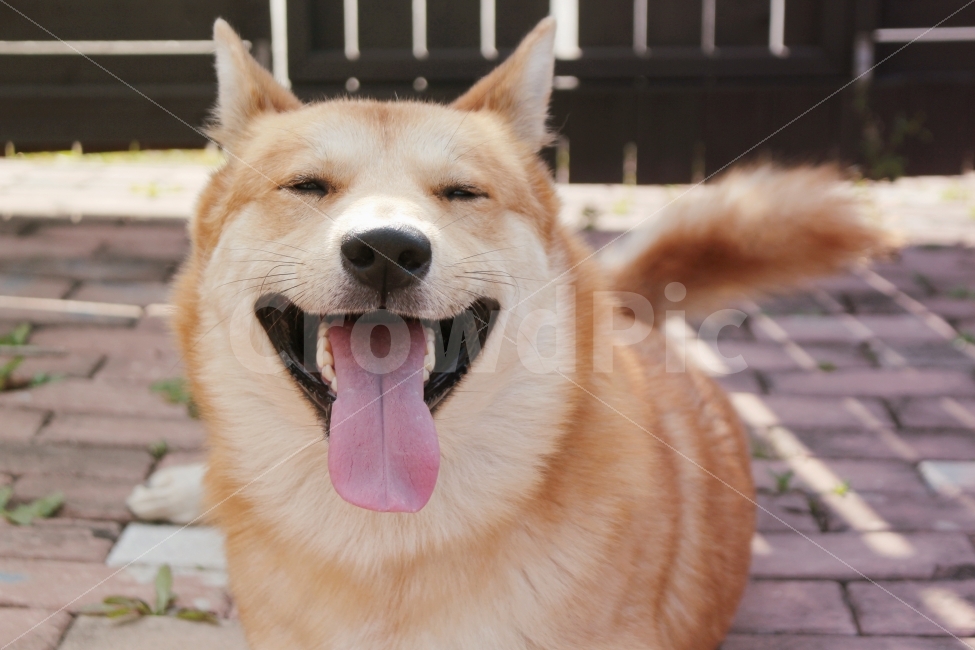 반려견,가족,미소,진돗개,행복,동물,animal,포유류,mammal,개,강아지,dog,doggy,감정표현,기분,feeling,emotion