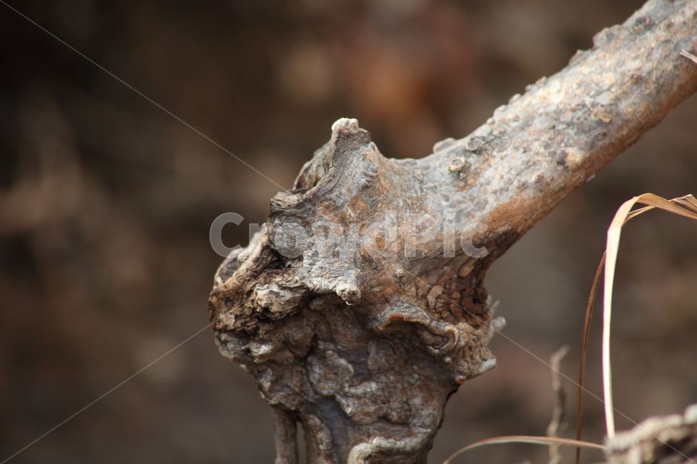나무,뿌리,진달래나무,식물,rhododendronmucronulatum,나무껍질,수피,식물,자연,plants,nature