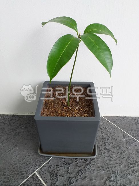 망고나무,어린망고,화분,plant,식물,잎사귀,leaf,잎,mango,mangotree,초록잎,작은화분,pot
