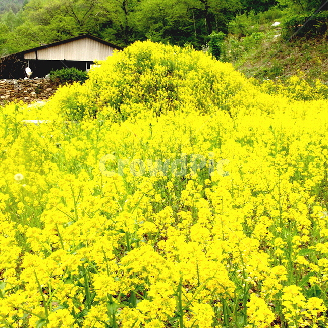 봉분,무덤,야생화,들꽃,노란꽃,꽃무리,잡초무성,봄,spring,yellow,grave,flower,field,들,자연,풍경,nature,landscape