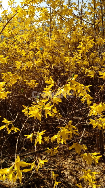 나무,식물,꽃,봄꽃,나무줄기,나무가지,봄,plant,tree,treetrunk,flower,blossom,꽃잎,노란색꽃,개나리