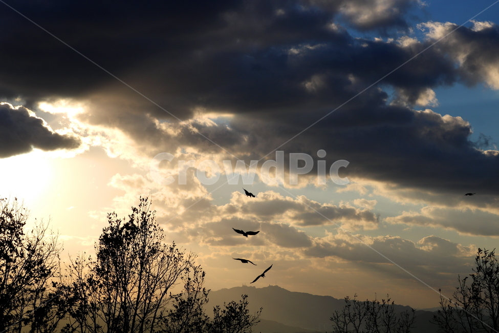 하늘,구름,나무,자연,풍경,새,까마귀,조류,동물,자연,풍경,nature,landscape,동물,animal,조류,새,birds,bird