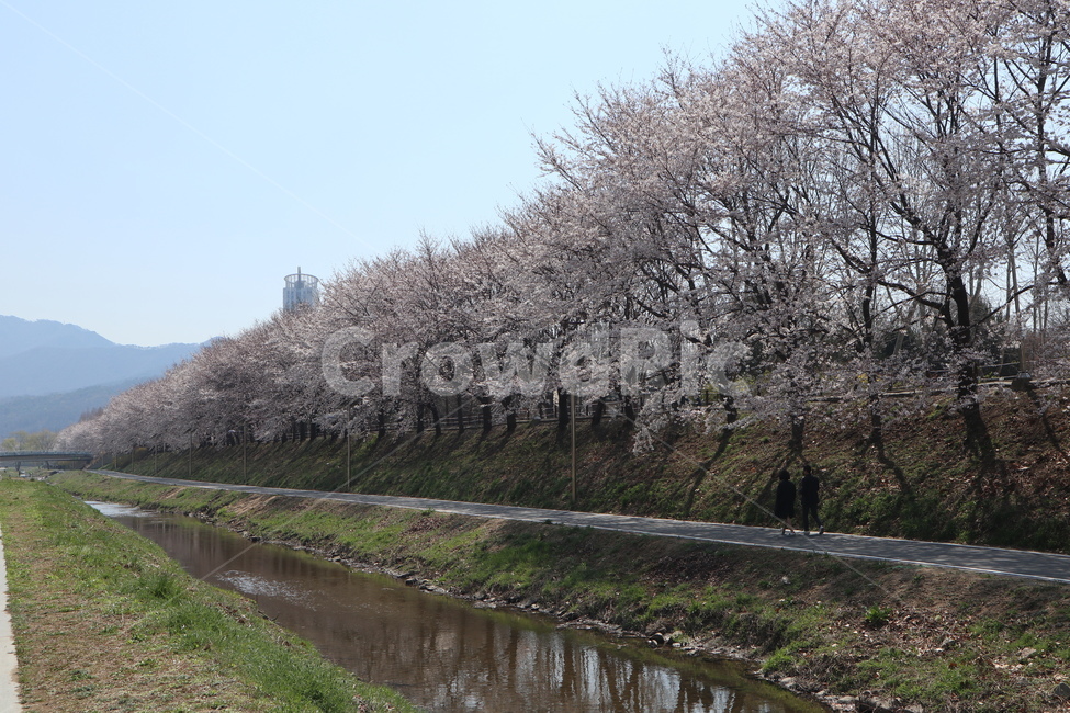 꽃,벚꽃,산책길,벚꽃길,벚꽃나무,식물,blossom,flower