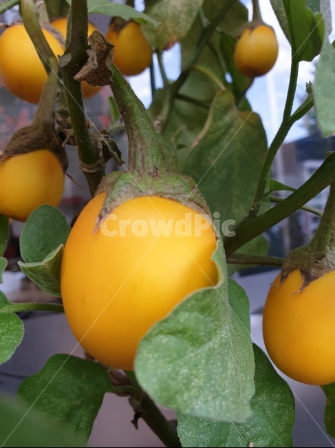 계란초,노란열매,식물,열매,plant,fruit,과일,열매,fruit