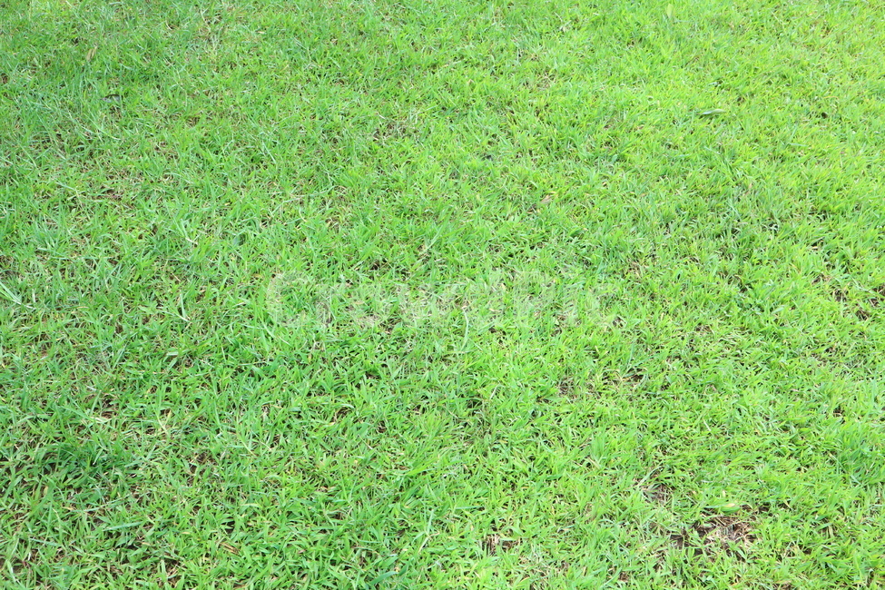 풀,풀밭,초록색,자연,들판,봄,field,grass,green,spring,nature