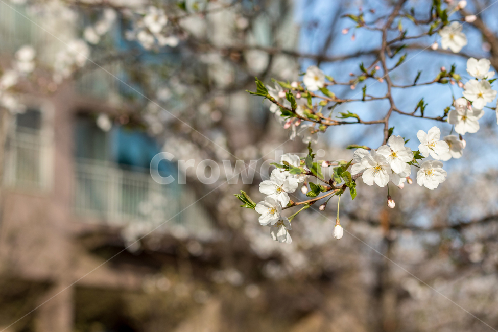 봄,벚꽃,벚꽃나무,벚꽃축제,벚꽃잎,Cherryblossom,체리블라썸,spring,계절,season,개화,개나리,진달래,진달래꽃,봄꽃,꽃나무,꽃가게,화창한,봄날씨,따뜻함,화보,사진,엽서,장식,봄,계절,spring,season,식물,자연,plants,nature,꽃,flower,plant