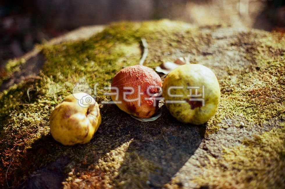 Quince,fruit,fallen fruit,dropped fruit,rotten fruit,decay,nature,moss,mossy stone,stone,rock,outdoor,garden,autumn,season,natural light,sunlight,warm light,bokeh,out-of-focus,close-up,still life,plant,organic matter,texture,surfa