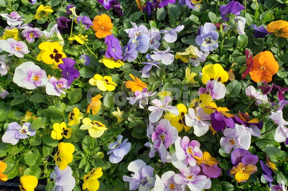 팬지,봄,spring,꽃,꽃밭,자연,노랑,분홍,주황,보라