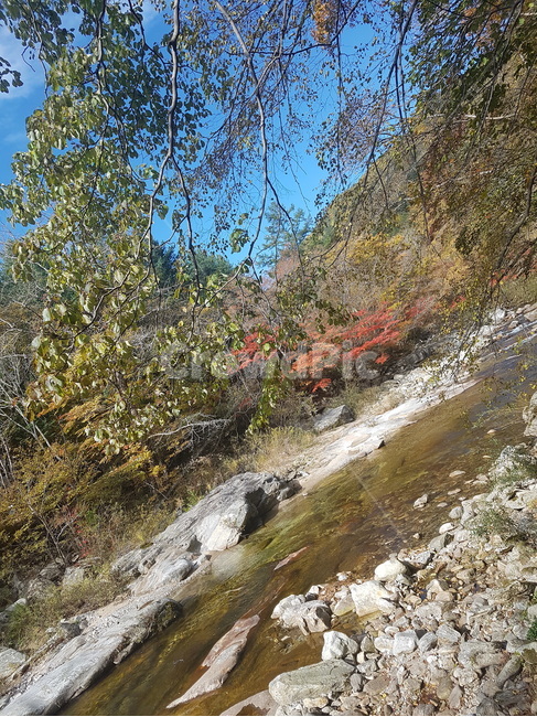 계곡,개울,나무,water,물,자연,nature,outdoors,stream,자연,풍경,nature,landscape,옥외,creek,작은 만,흐름